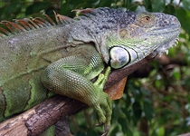 Beautiful Green Iguana 