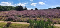 beautiful heather in Havelte The Netherlands 