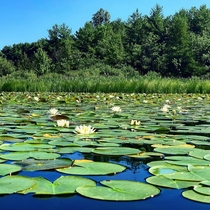 Beautiful lake in Monkton Vermont 