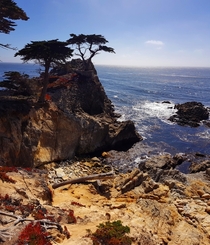 Beautiful Lone Cypress - Monterey CA 