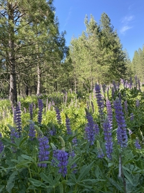 Beautiful lupine flowers in the Northern California forest 