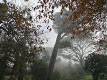 Beautiful misty morning in fall down Liesbeek river Capetown South Africa  x