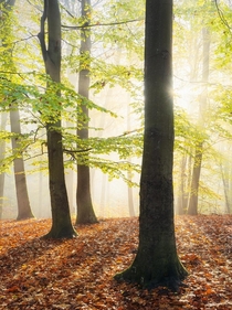 Beautiful morning in the forest in Belgium 