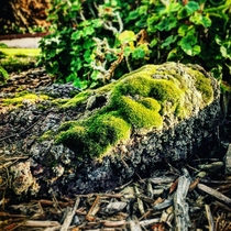 Beautiful Moss Growing on Rock 