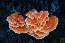 Beautiful orange fungi