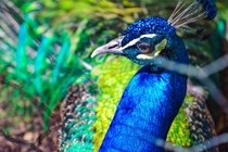 Beautiful peacock posing for me This was taken at a zoo on the East Coast of Australia  years ago 
