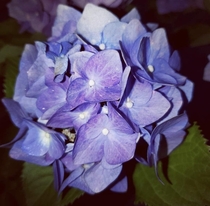 Beautiful purple Hydrangea
