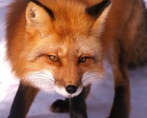 Beautiful Redhead Red Fox  X 
