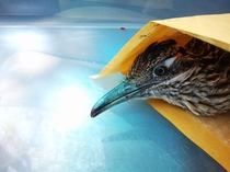 Beautiful roadrunner that I attempted to rescue after finding him on the road today 