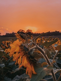 Beautiful sunset over a field of sunflowers in Germany 