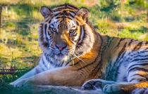 Beautiful tiger I saw during weekend