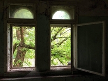 Beautiful tree through the windows of an abandoned house