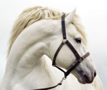 Beautiful White Horse 