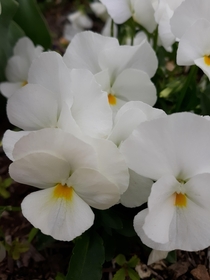 Beautiful white pansies