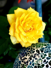 Beautiful yellow rose covered in morning dew