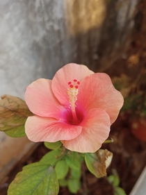 Beautifulno pink hibiscus flower