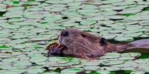 Beaver munching on lily pads Photo credit to Jennie Wike