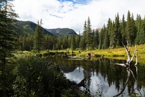 Beaver pond recently maintained Gunnison County CO 