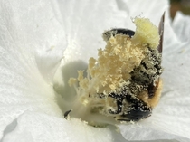 Bee loving its pollen