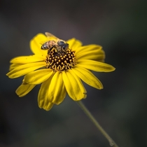 Bee on a Bush Sunflower Encelia californica 