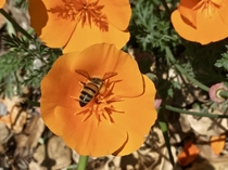 Bee pollinates a California Poppy Eschscholzia californica 