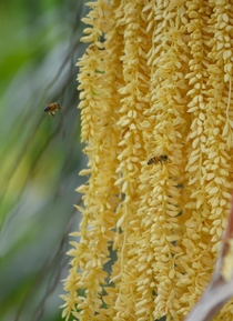 Bees feasting on Arecaceae palm tree flowers