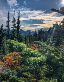 Before the snow began at Mount Rainier National Park  hikedailyprn