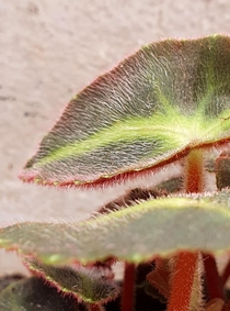 begonia listada love hairy plants