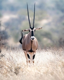 Beisa Oryx Oryx gazella Samburu National Reserve