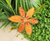 Belamcanda chinensis or Iris domestica 