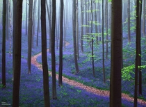 Belgium A path in the forest photographed by Kilian Schnberger 