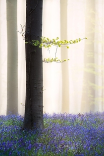 Belgiums Fairytale Bluebell Forest 