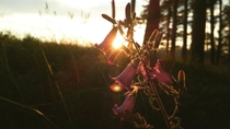 Bell flower on sunset Bashkortostan Russia 