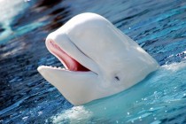 Beluga whale Delphinapterus leucas
x