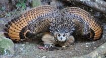 Bengal eagle owl mantling over the remains of a rabbit 