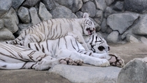 Bengal Tiger and cub 