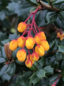 Berberis darwinii I am always wowed out by the coral and orange colours of the flowers It seems far too exotic to be growing in the UK