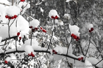 Berries in winter  
