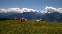 Best capture Ive ever done with a phone Cows chilling in the Austrian alps 