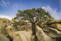 Between a rock and a hard place  JOSHUA TREE CA   x 