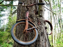 Bicycle tree in Vashon Island supposedly left there in 