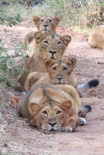 Big cats  Panthera Leo