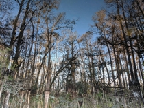 Big Cypress National Preserve Upside down swamp reflection 
