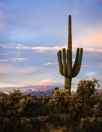Big Ol Cactus Superstition Wilderness AZ oc 