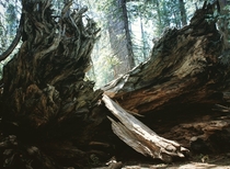 Big Trees Calaveras County California   x 