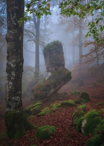 Bigfoot A foggy morning in Urbasa Navarra Spain 