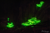 bioluminescent Ghost mushroomOmphalotus nidiformisSW Sydney Australia
