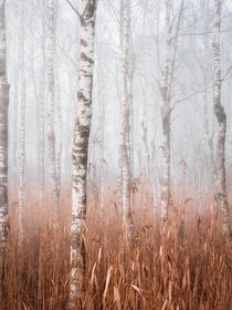 Birch trees in December mist Federsee Germany 