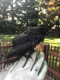 Bird saved from my pool 