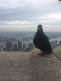 Birds eye view from the Empire State Building